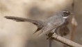 /album/some-overseas-trips/white-throated-fantail-corbett-park-india-2-jpg/